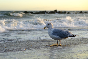 Seagull on the beach