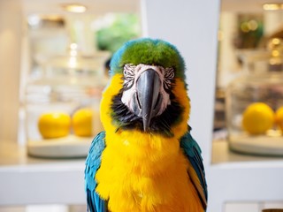 Close-up frontal portrait of a Blue-and-yellow macaw with white urban background. Hua Hin,...