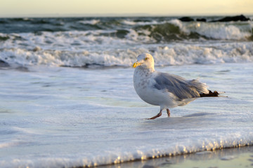 Seagull walking on the beach