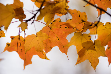 Fall Leafs