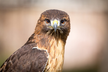 Fototapeta premium Golden Eagle