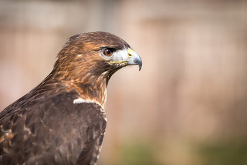 Fototapeta premium Golden Eagle