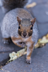 Squirrel