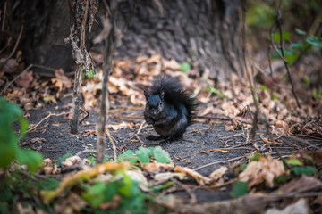 Black Squirrel