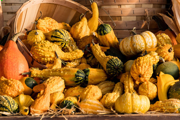 Gourds a Plenty 