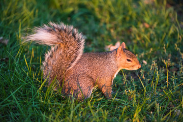 Squirrel