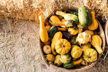 Gourds a Plenty 