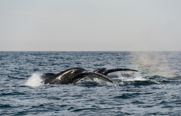 Obraz premium Two humpback whale tail flukes, east coast of South Africa during the annual migration of whales north to warmer waters.
