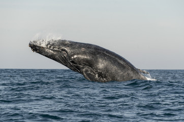 Naklejka premium Humpback whale breaching during the annual sardine run along the east coast of South Africa.