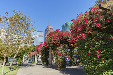 Bougainvillea blossom around Grand Hope Park