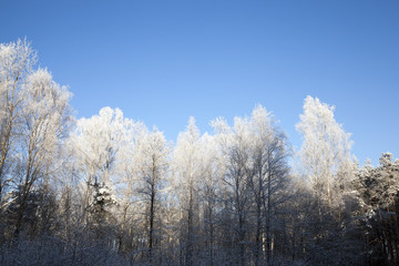 hoarfrost on the branches of trees