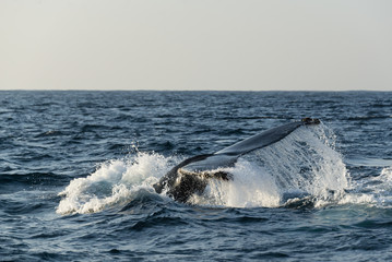Humpback whale tail fluke. Image was taken during the annual migration of whales up the east coast of South Africa north to warmer waters.
