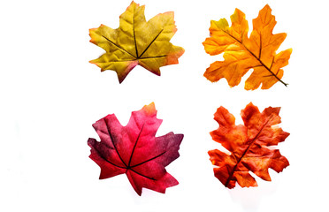 Four Fall Leaves  Isolated