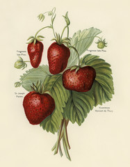 Plakaty  Poradnik dla sadowników: Vintage ilustracja truskawek