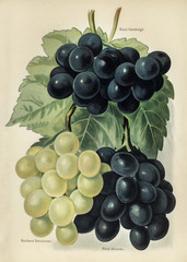 Plakaty  Poradnik dla sadowników: Vintage ilustracja winogron
