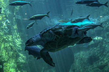 Fototapeta premium Tortuga