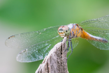 close up of dragonfly show eye and wing