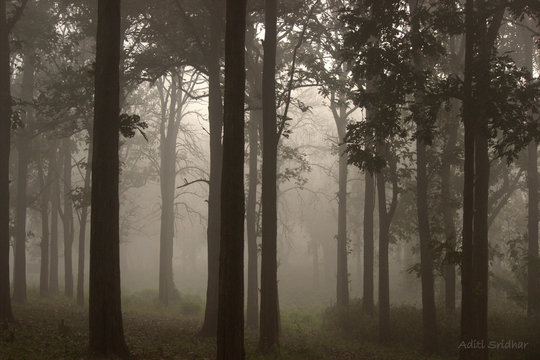 Misty Morning At Nagarhole National Park