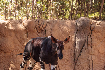 Okapi, Okapia johnstoni, live in the tropical rainforest