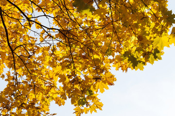 Maple Park in autumn