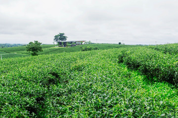 Fototapeta na wymiar Tea plantation with sky.