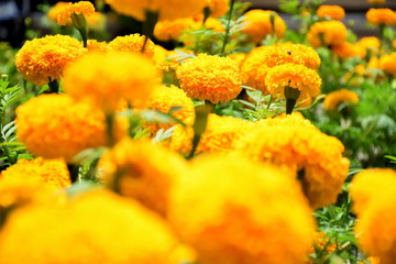 Yellow flowers of marigold in the flowers garden