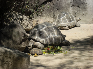 Obraz premium Tortugas gigantes