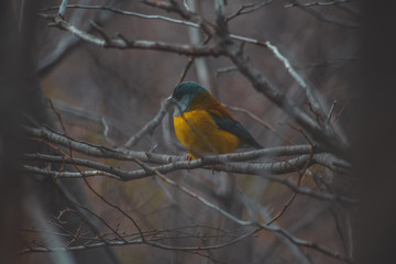 Fototapeta premium little bird