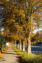 Fototapeta premium Footpath with chestnut trees on autumn