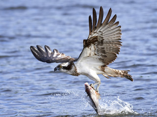 Osprey (Pandion haliaetus)