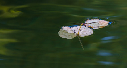 Herbstlaub schwimmt auf Wasseroberfläche