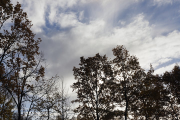 Trees in autumn