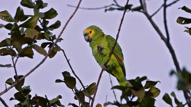  Blue-fronted Parrot (Amazona aestiva) eat in tree and leaves flying. Image in the Pantanal Biome. Mato Grosso do Sul state, Central-Western - Brazil.
