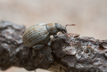 Philopedon plagiatus on wood