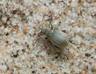 Philopedon plagiatus on wood