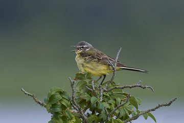 Western yellow wagtail (Motacilla flava)