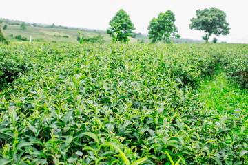 Fototapeta na wymiar Green tea in rainy season.