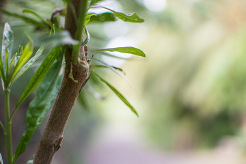 green plant blurry background