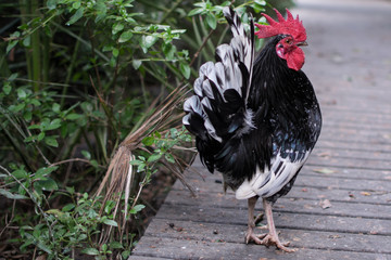 rooster walking on a path