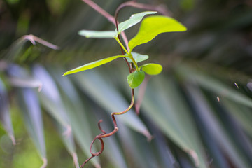 leaves of a green plant