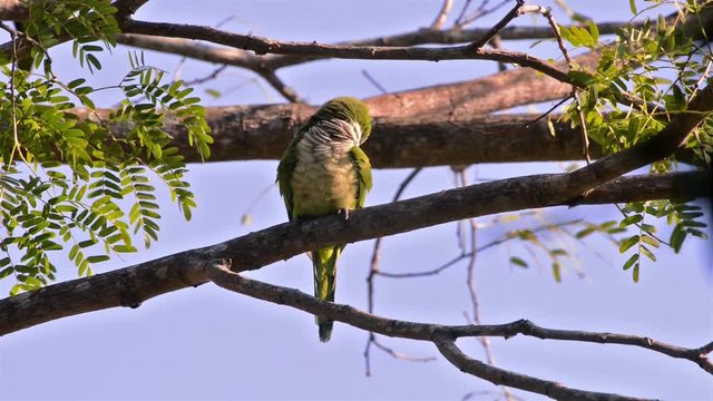 Monk Parakeet (Myiopsitta monachus) clean themselves in brunch. Image in the Pantanal Biome. Mato Grosso do Sul state, Central-Western - Brazil.