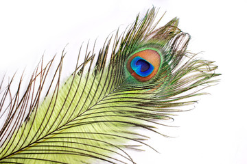 Obraz premium Peacock. 