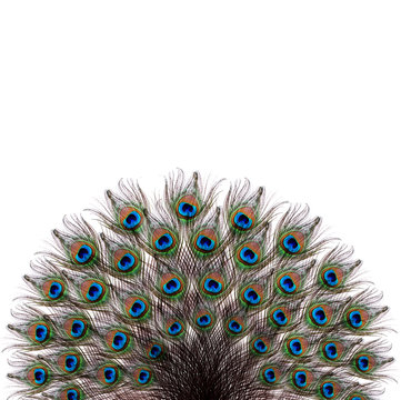 Fototapeta Peacock. 