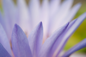 Close up beautiful lotus flower in pond.