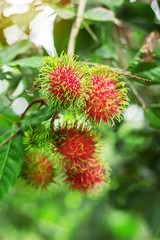 Rambutan with nature in field.