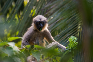 Gray Langur Eating