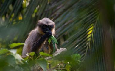 Female Gray Langur