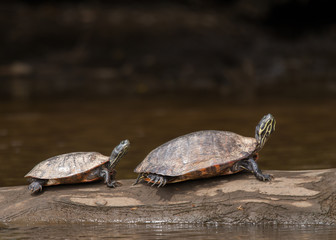 Big turtle and little turtle sun on a log in a creek