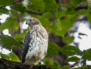 Juvenile Cooper's hawk surveys forest midstory