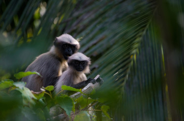 Gray Langurs